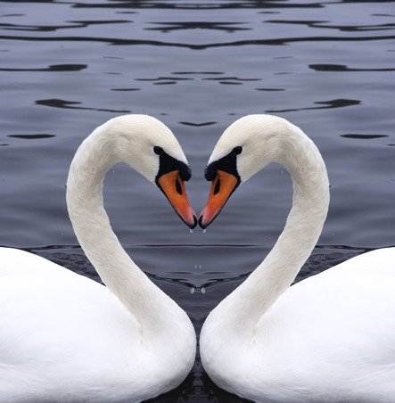Opposites Attract: 2 swans kissing