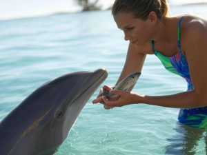 Dolphin trainer rewarding a dolphin.