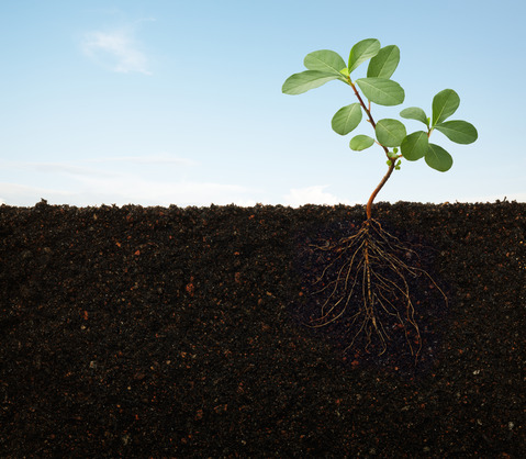 Plant roots A Plant with roots